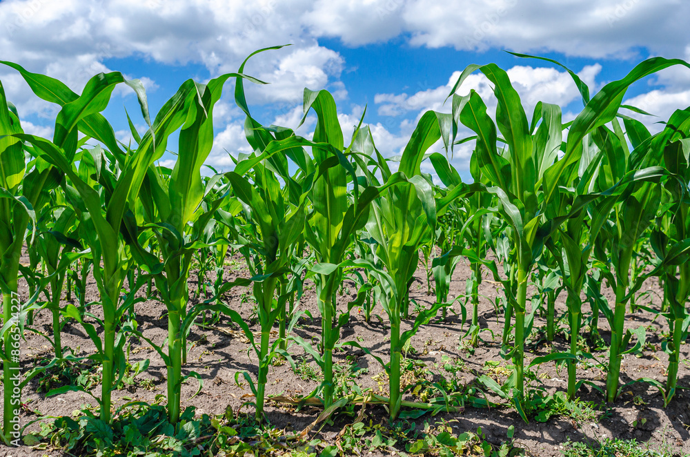 Fresh corn plants in corn field, green leaves, stem. Blue sky background. Concept of agriculture. Fresh corn plants in corn field, green leaves, stem. Blue sky background. Concept of agriculture.