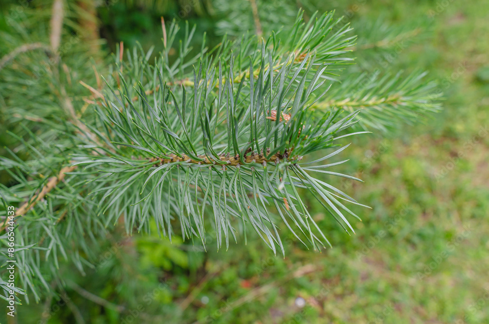 Fluffy green branch of pine spruce close-up on blurred background. Conifer branch in summer. Fluffy green branch of pine spruce close-up on blurred background. Conifer branch in summer.