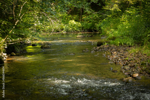 A beautiful small river flowing through the summer forest. Natural scenery of woodlands in Latvia, Northern Europe.