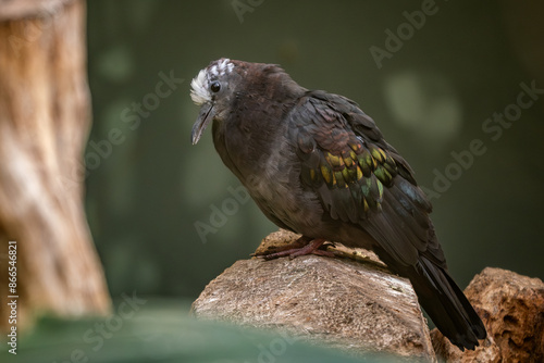 New Guinea Bronzewing pigeon - Henicophaps albifrons, large beautiful colored pigeon from tropical forests of New Guinea.