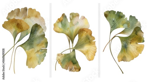 Ginkgo Leaves Trio Art on White Background.
