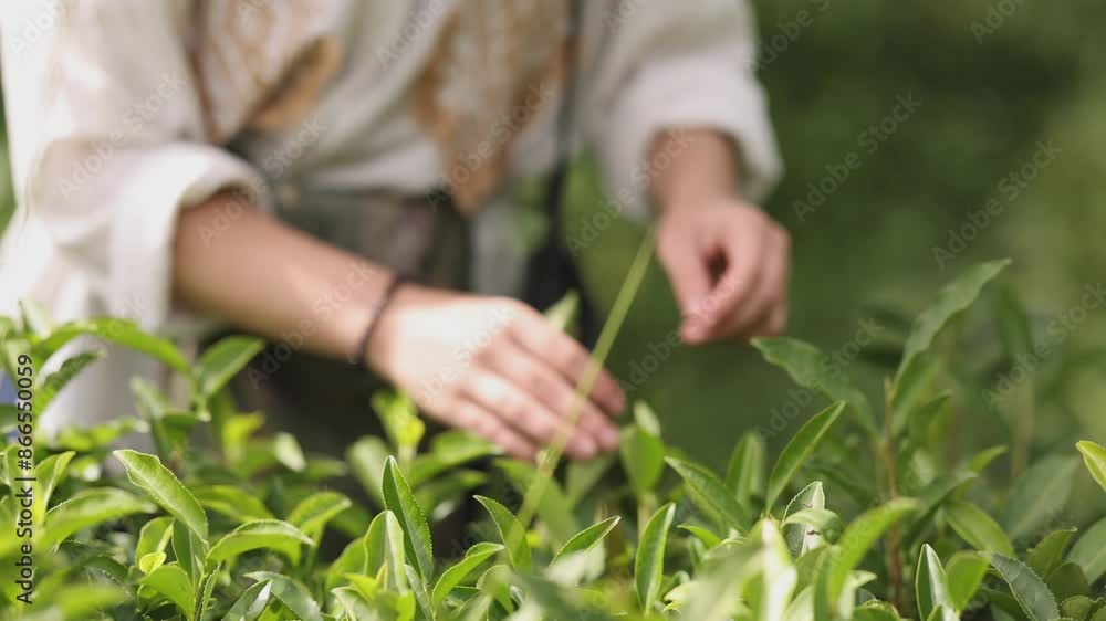 Woman working on a plantation picking fresh tea leaves by hand. A female picks tea leaves from lush shrubs to produce tea. Hand in slow motion picking small green tea leaves Woman working on a plantation picking fresh tea leaves by hand. A female picks tea leaves from lush shrubs to produce tea. Hand in slow motion picking small green tea leaves