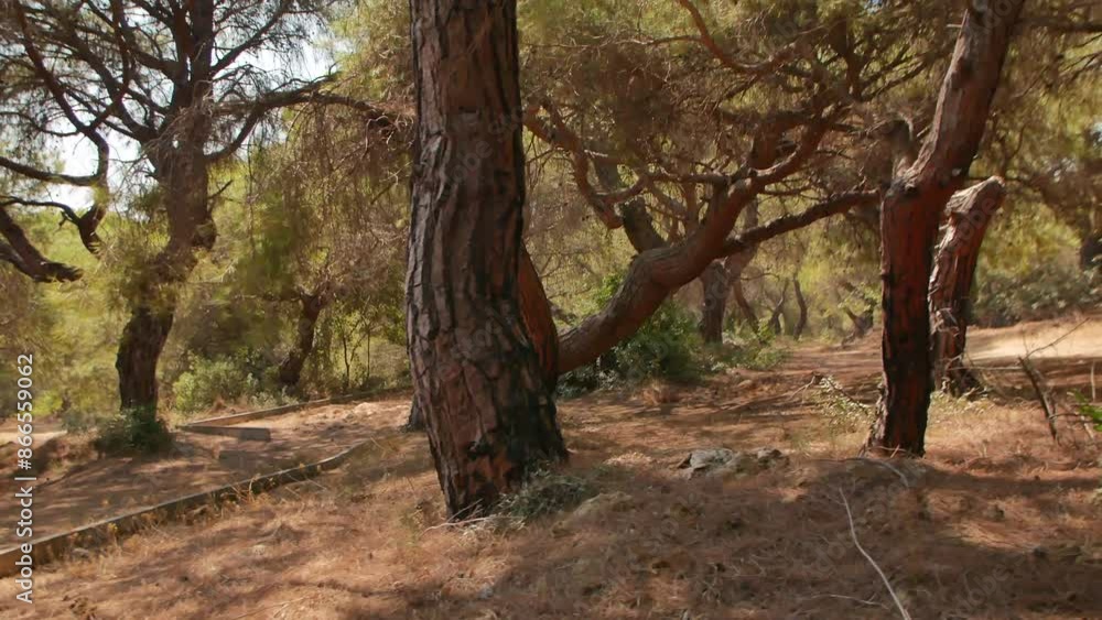 Walk through the Turkish Forest in Antalya. Trees and mysterious species Walk through the Turkish Forest in Antalya. Trees and mysterious species
