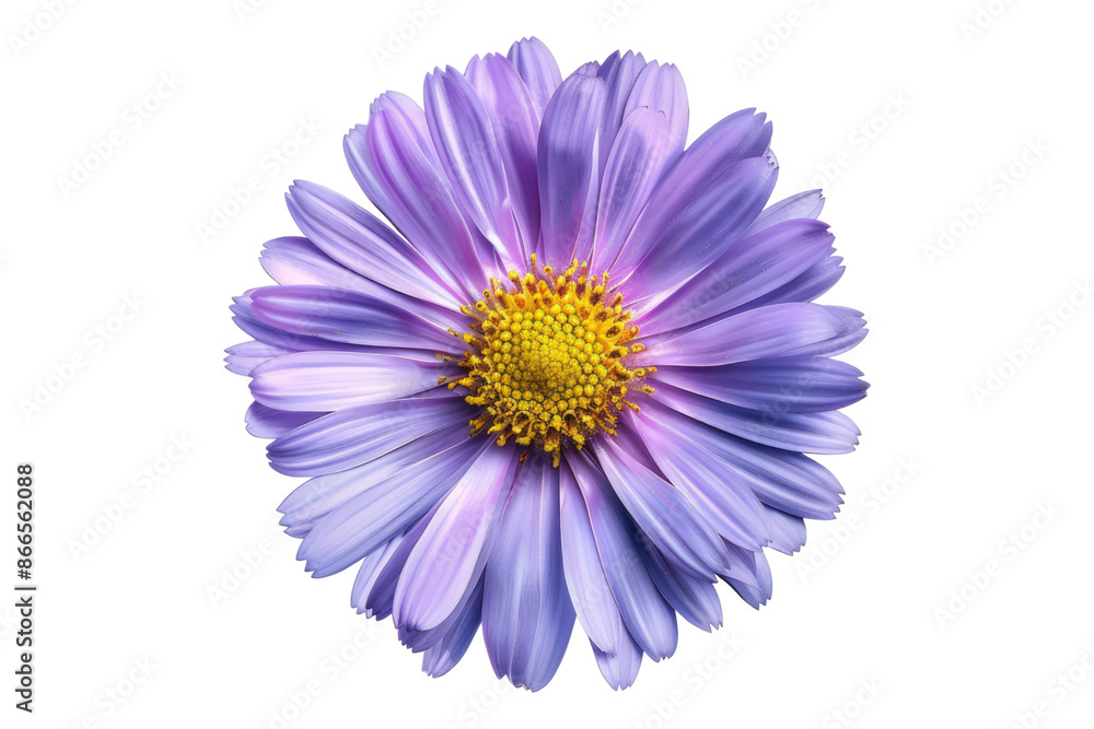 Aster flower isolated on transparent background Aster flower isolated on transparent background