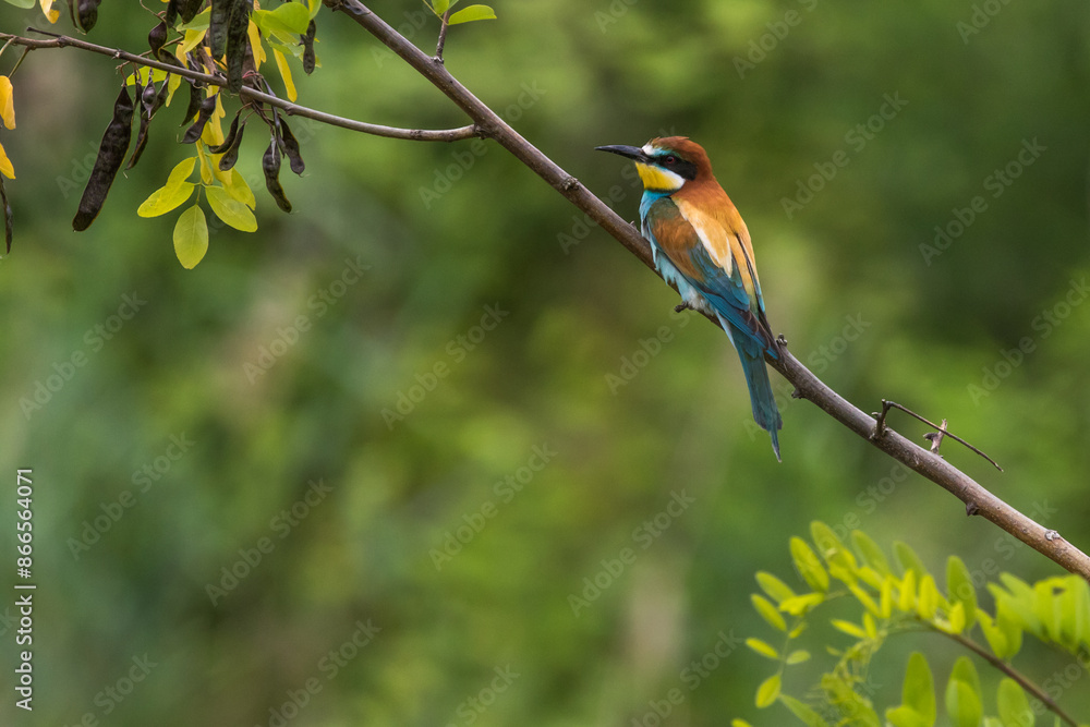Bienenfresser (Merops apiaster)