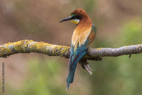 Obraz na płótnie Bienenfresser (Merops apiaster) w salonie