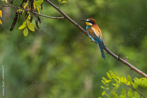 Obraz na płótnie Bienenfresser (Merops apiaster) w salonie