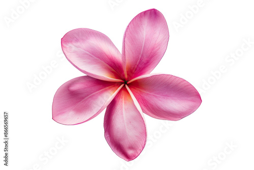 Frangipani flower isolated on transparent background