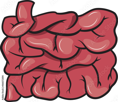 Intestino delgado órgano del cuerpo humano, ilustracion vectorial.