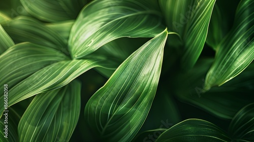 Green tropical plant close-up