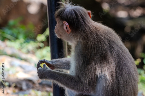 A Charming monkey, eating banana. Close-up, stunning portrait of a big monkey. Spotted at Vedanthangal bird sanctuary, Tamilnadu, South India, India. photo