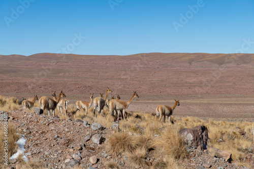 Fotografía Group of vicuna (Lama vicugna) in Atacama Desert near San Pedro de Atacama, Anto
