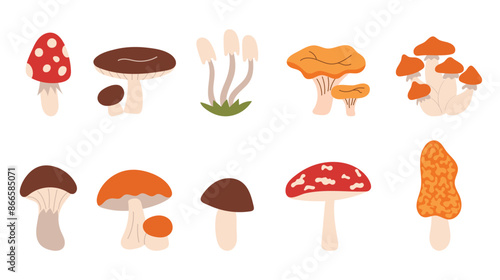 Set with edible and poisonous mushrooms, chanterelles, porcini mushrooms, fly agarics, toadstools