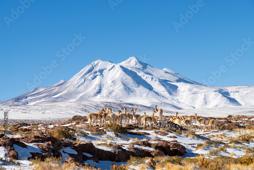 Canvastavla Group of vicuna (Lama vicugna) in snow covered landscape in Atacama Desert near