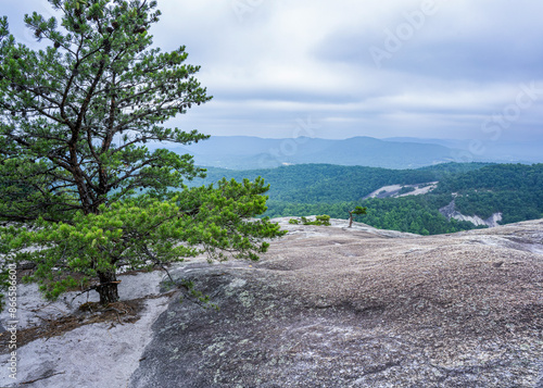 While mostly bare rock, a few pine trees have managed to take root in the rock pools on the summit of Stone Mountain in North Carolina.