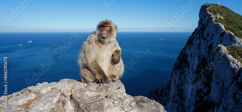 A monkey on the Rock of Gibraltar, United Kingdom. Portrait of a wild macaque. Macaques are one of the most famous attractions of the British overseas territory. monkey on the loose.
