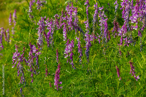 Vetch, vicia cracca valuable honey plant, fodder, and medicinal plant. Fragile purple flowers background. Woolly or Fodder Vetch blossom in spring garden photo