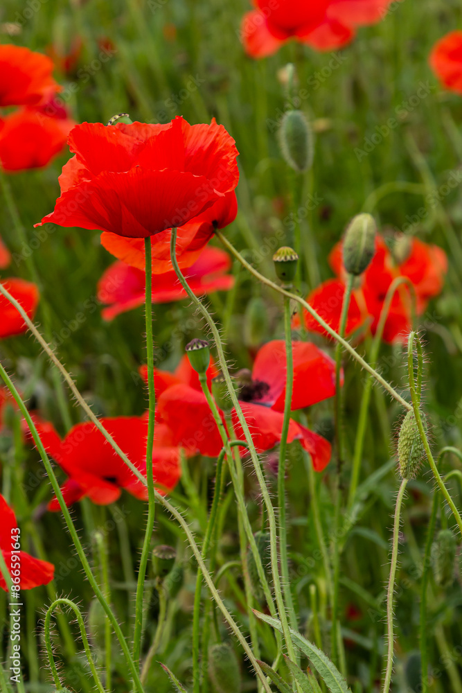 Obraz premium Papaver rhoeas or common poppy, red poppy is an annual herbaceous flowering plant in the poppy family, Papaveraceae, with red petals