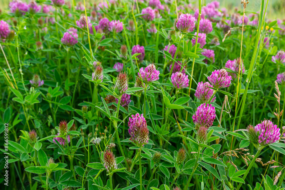 This is the wildflower Trifolium alpestre, the Purple globe clover or Owl-head clover, from the family Fabaceae