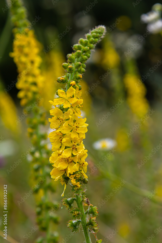 Summer in the wild among wild grasses is blooming agrimonia eupatoria Summer in the wild among wild grasses is blooming agrimonia eupatoria