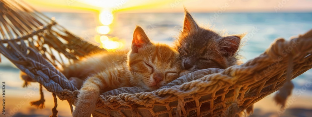 cat and dog on a hammock on the background of the sea. Selective focus cat and dog on a hammock on the background of the sea. Selective focus