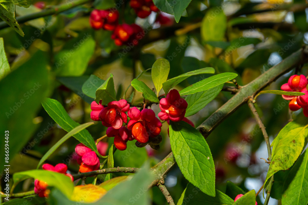 Euonymus europaeus european common spindle capsular ripening autumn fruits, red to purple or pink colors with orange seeds, autumnal colorful leaves Euonymus europaeus european common spindle capsular ripening autumn fruits, red to purple or pink colors with orange seeds, autumnal colorful leaves