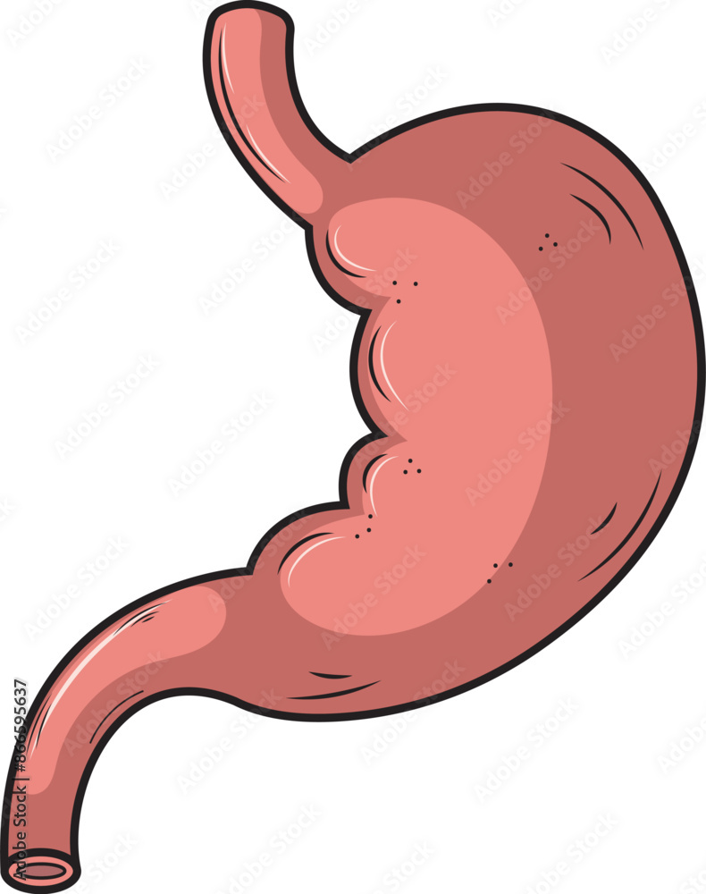 Estomago organo del cuerpo humano ilustracion vectorial.
