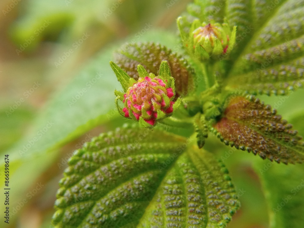 Close-up of a delicate Lantana Camara flower bud ready to bloom. Concept of spring, growth, nature, and beauty Close-up of a delicate Lantana Camara flower bud ready to bloom. Concept of spring, growth, nature, and beauty