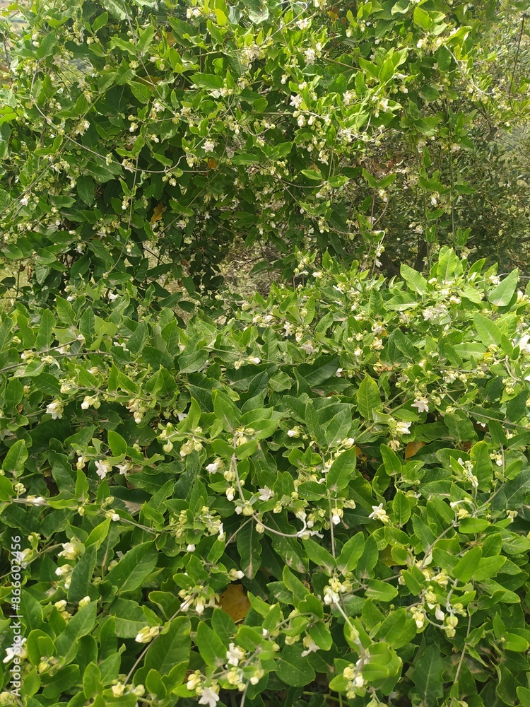 plantas con flores pequeñas, hierba enredadera de la naturaleza en verano plantas con flores pequeñas, hierba enredadera de la naturaleza en verano
