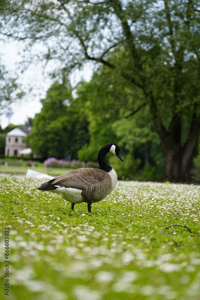 Fototapeta premium The Canada goose, cackling goose on a beautiful spring green grass field full of fowers in the park lake in Dusseldorf, Germany