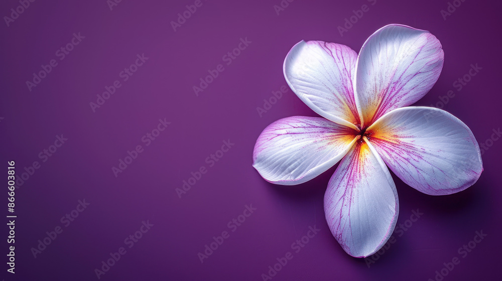 Obraz premium Beautiful white and pink Frangipani flower on a purple background. Concept of spa, wellness, beauty, nature, and tranquility.