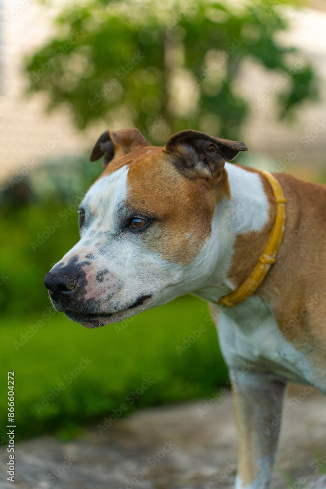 Close-up of American Staffordshire Terrier in Profile. Beautiful Dog with Brown and White Coat Looking to the Side Close-up of American Staffordshire Terrier in Profile. Beautiful Dog with Brown and White Coat Looking to the Side