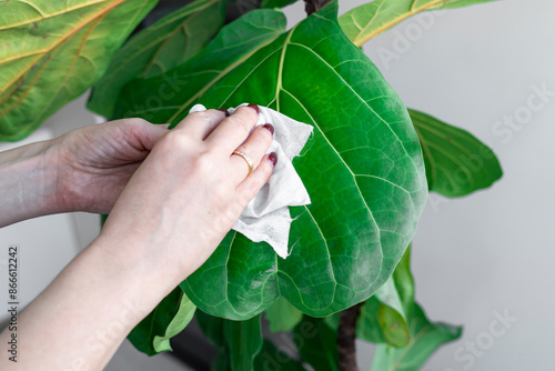 A young housewife takes care of her favourite plant Fiddle-leaf fig	
