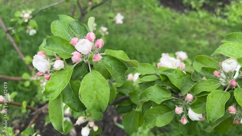 Apple tree is blooming with beautiful white and pink flowers 