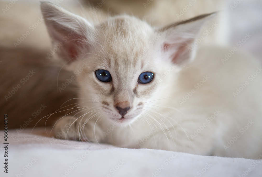 Porträt eines Balinesen Kitten Porträt eines Balinesen Kitten