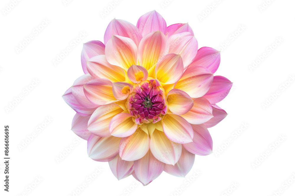 Perfect pink and yellow dahila flower isolated on transparent background Perfect pink and yellow dahila flower isolated on transparent background