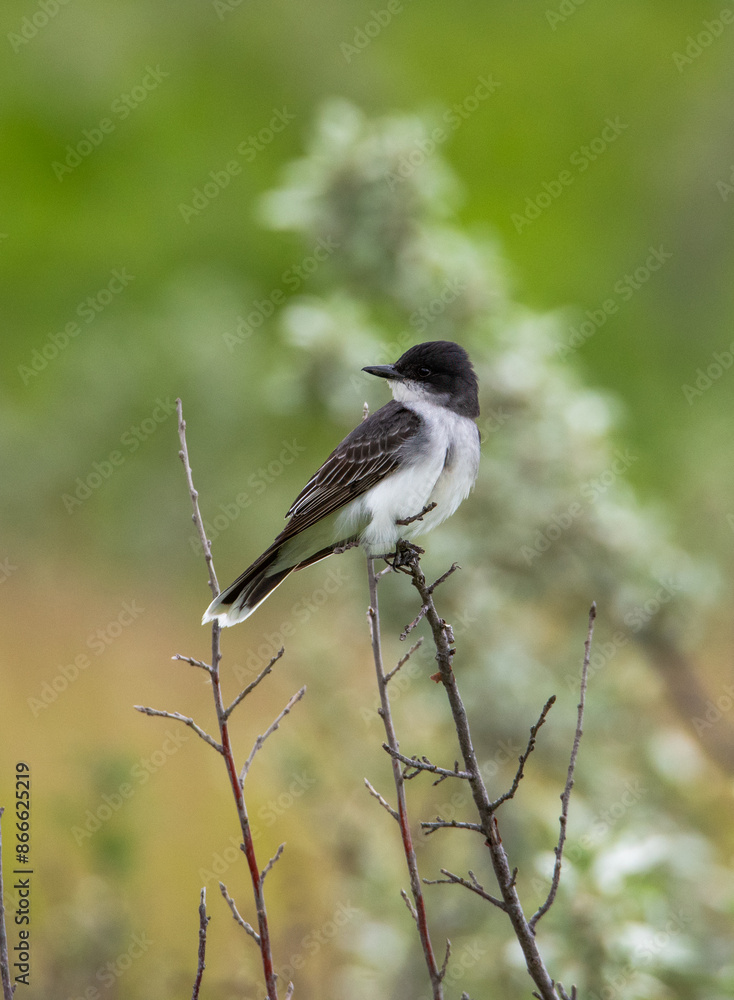 Fototapeta premium Eastern kingbird on a branch