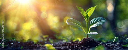 A Young Sapling Emerging From The Soil In Sunlight