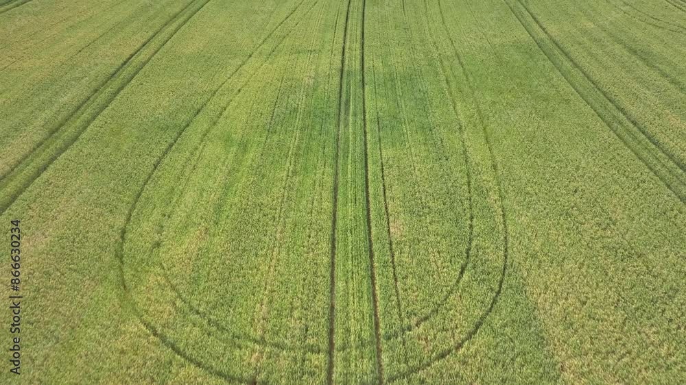 Tractor traces in a green cereal crop Tractor traces in a green cereal crop