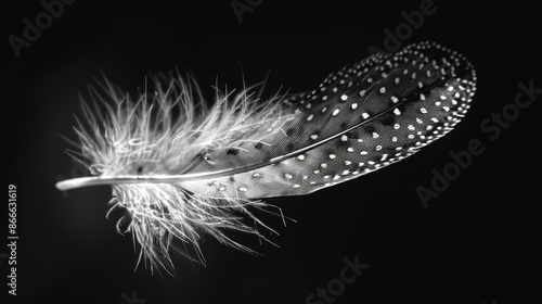 A single feather with delicate patterns, representing the fragility and beauty of nature.