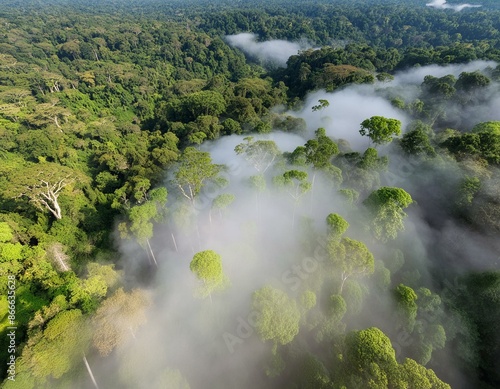 Ultra realistic photo of amazon canopy viewed as if one were lying on ones back and looking up. Variations of foliage. Ultra detailed photo. Ultra realistic. © Donald