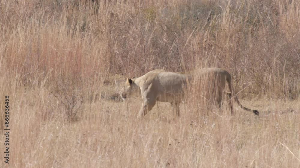 Female Lion Stalks in Dry Dense Grass Female Lion Stalks in Dry Dense Grass