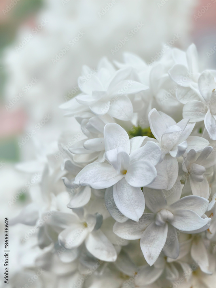 macro photo of white lilac. selective focus macro photo of white lilac. selective focus