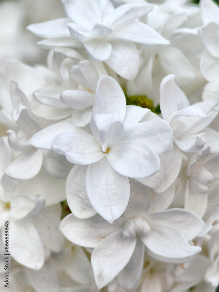 macro photo of white lilac. selective focus macro photo of white lilac. selective focus