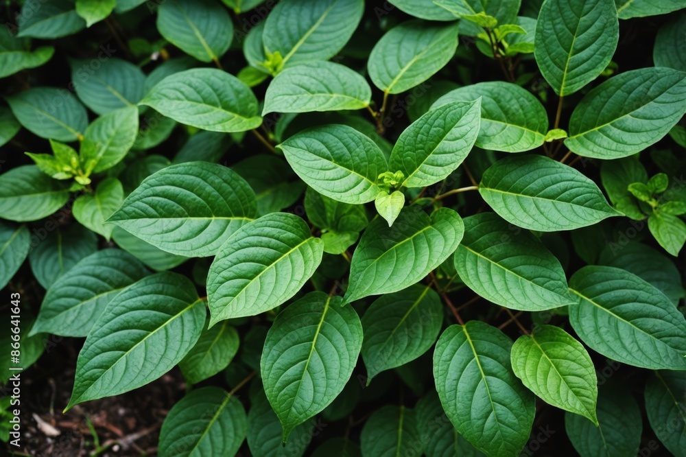 Nature of dark green leaf in garden. Natural green leaves plants using background cover page environment ecology or greenery wallpaper Nature of dark green leaf in garden. Natural green leaves plants using background cover page environment ecology or greenery wallpaper