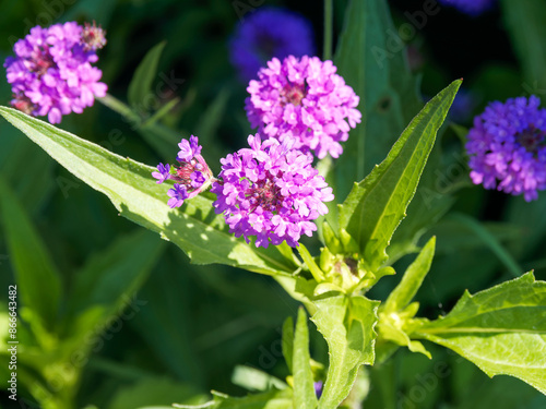 (Verbena rigida) Slender or tuberous vervain, clusters of small bright purple tubular flowers on erect, square, rough and branched stems with stalkless toothed leaves photo