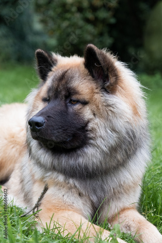 Falbenfarbener Eurasier Rüde liegt auf einer Wiese und wurde im hochformat Portrait aufgenommen.