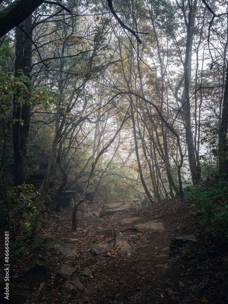 Obraz premium A rocky forest path during a colorful autumn, thick fog between the trees, sunlight, moody creepy horror forest view