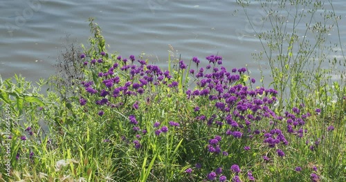 (Verbena rigida) A riverside embankment made up of wild vegetation and decorative small purple flower heads on branched stems swaying lightly in the wind photo