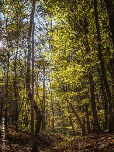 Sun shining through sunny weather in an autumn forest, colorful vegetation canopy